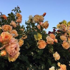 Meet your Posher, Sabreen